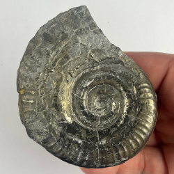 Hildoceras bifrons, France