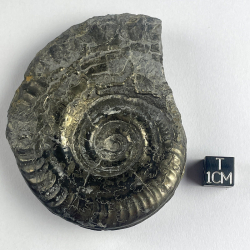 Hildoceras bifrons, France