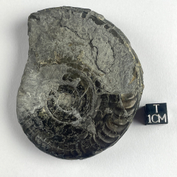 Hildoceras bifrons, France