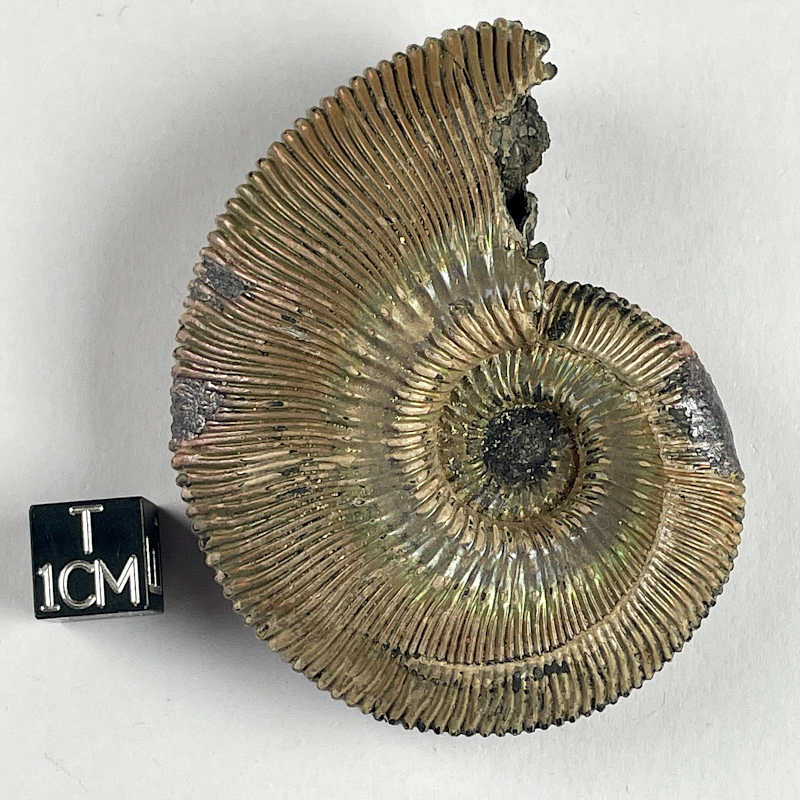 Ammonite, Moscow river, Russie