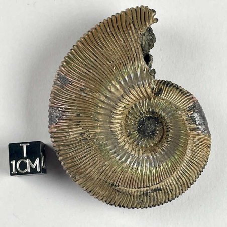 Ammonite, Moscow river, Russie