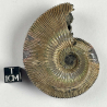 Ammonite, Moscow river, Russie