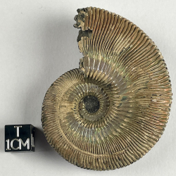 Ammonite, Moscow river, Russie