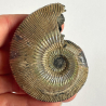 Ammonite, Moscow river, Russie