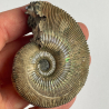 Ammonite, Moscow river, Russie
