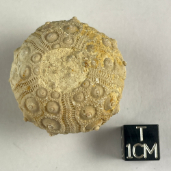 Sea urchin : Cidaris from Taouz