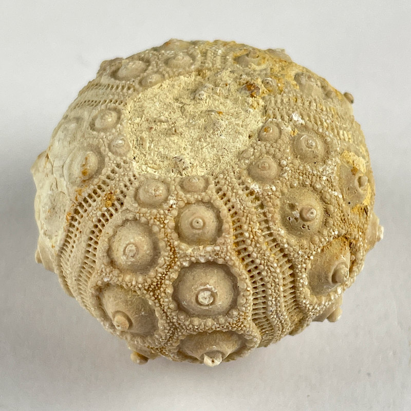 Sea urchin : Cidaris from Taouz