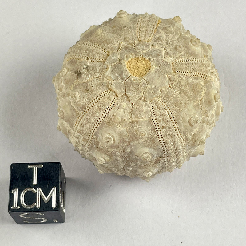 Goniopygus urchin, Morocco