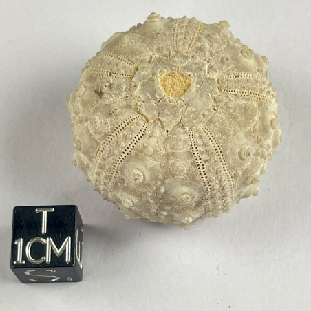 Goniopygus urchin, Morocco