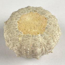 Goniopygus urchin, Morocco