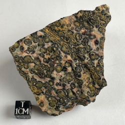 Panther Jasper, Mexico