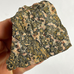 Panther Jasper, Mexico