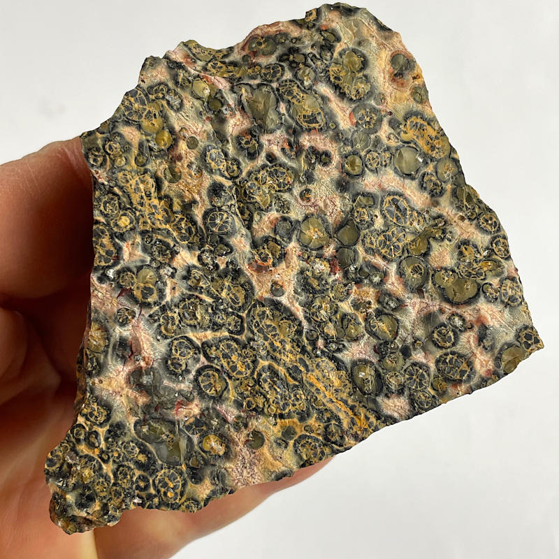 Panther Jasper, Mexico