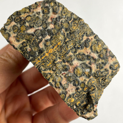 Panther Jasper, Mexico