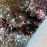 Rhodochrosite, Gabon