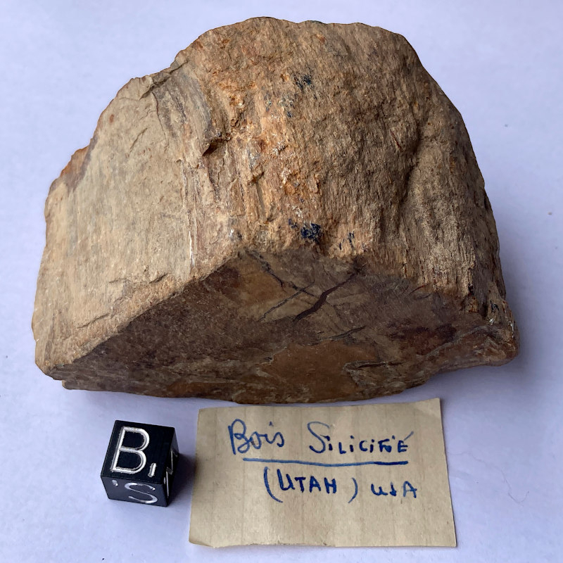 Fossilised wood, USA