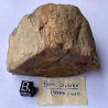 Fossilised wood, USA