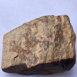 Fossilised wood, USA