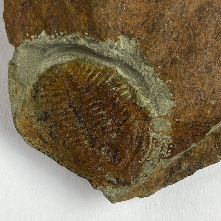 Ogyginus Corndensis, Royaume-Uni