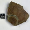 Ogyginus Corndensis, Royaume-Uni