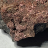 Erythrine, Allemagne