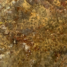 Iranite, Iran