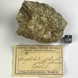 Actinote, Autriche
