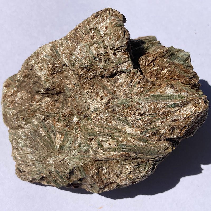 Actinote, Autriche