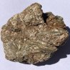 Actinote, Autriche