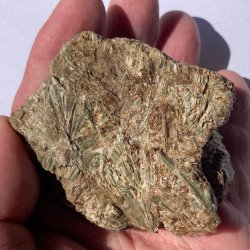 Actinote, Autriche