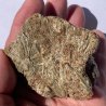 Actinote, Autriche