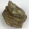 Actinote, Autriche