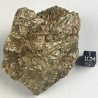Actinote, Autriche
