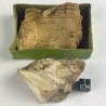 Pectolite, USA