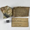 Pyrophyllite, Belgique