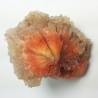 Scolecite