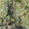 Mimetite