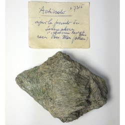 Actinote