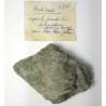 Actinote