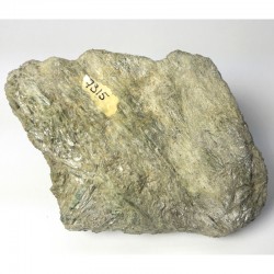 Actinote