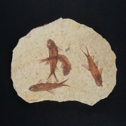 Poisson Fossile