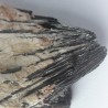 Pyrolusite dans Baryte