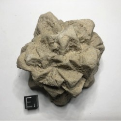 Pseudomorphosis Sandstone after Calcite
