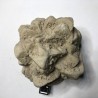 Pseudomorphose Grès après Calcite