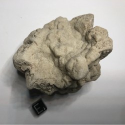 Pseudomorphose Grès après Calcite