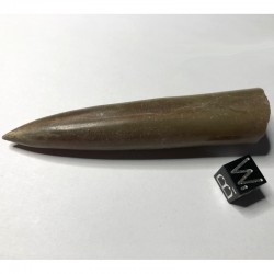 Bélemnites