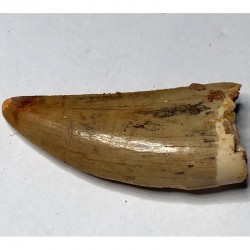 Carcharodontosaurus Saharicus tooth