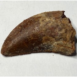 Dent de Carcharodontosaurus Saharicus