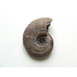 Ammonite : Cosmoceras