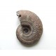 Ammonite : Cosmoceras